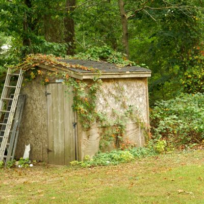 Closeup of an old backyard shed with ivy overgrowth